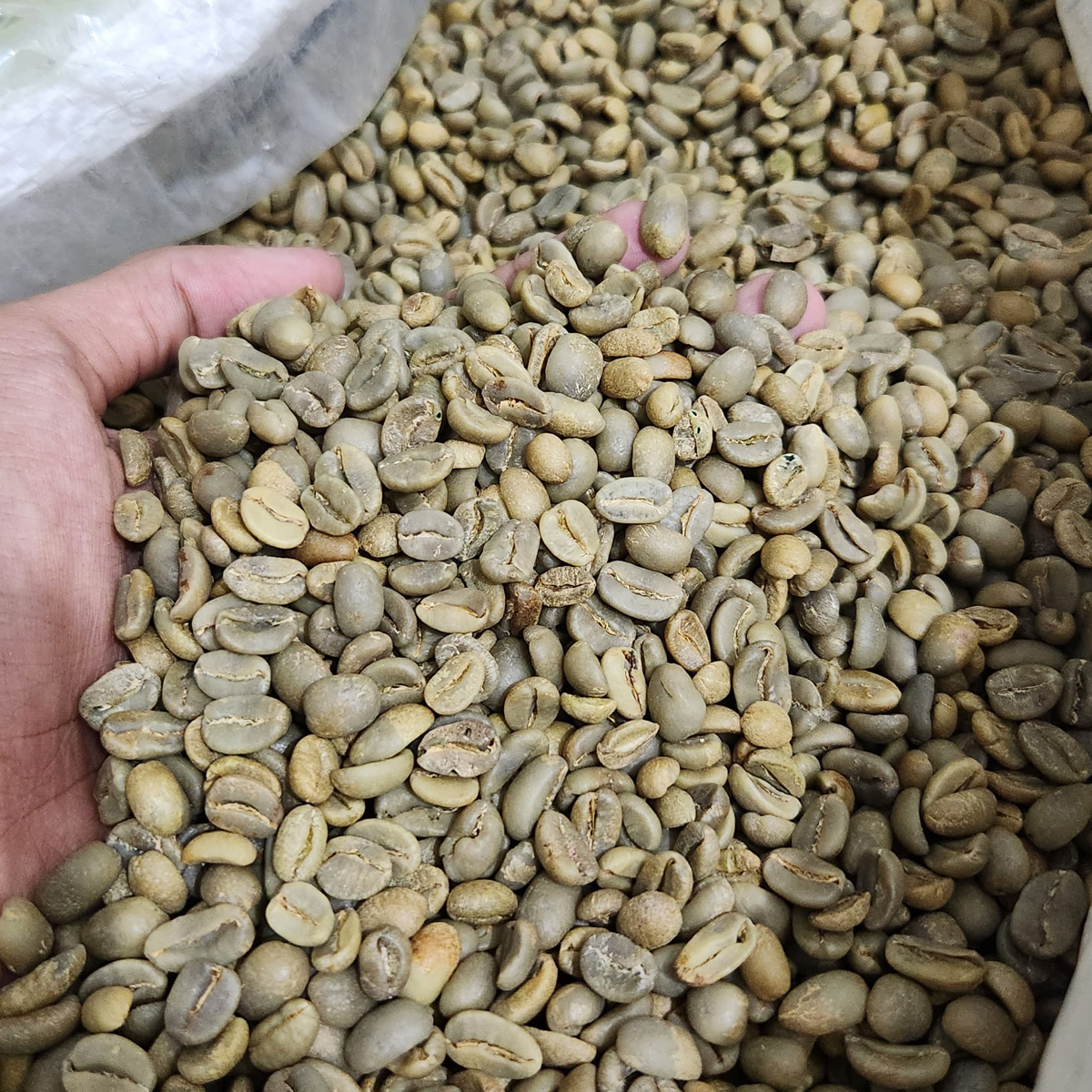 Robusta Coffee