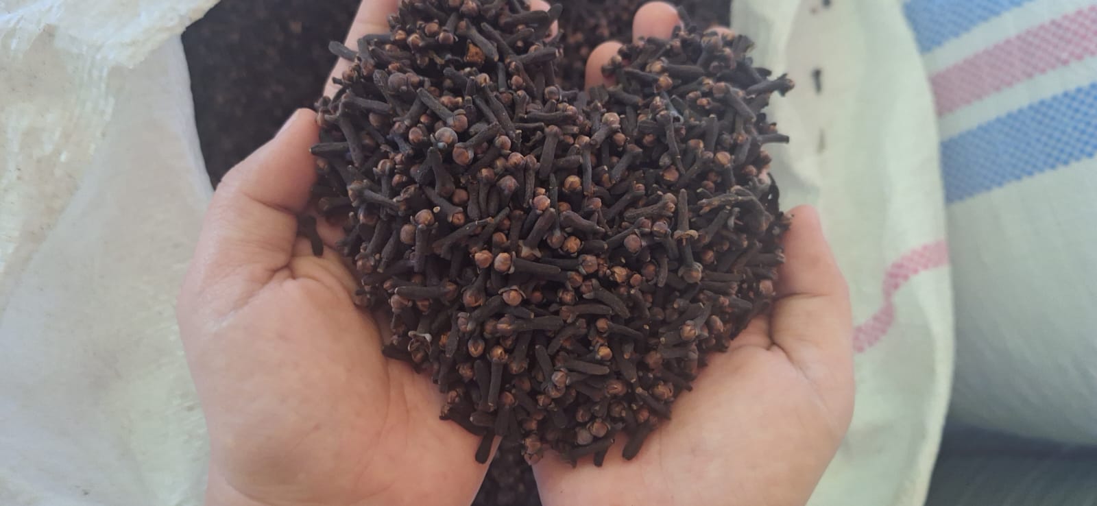 Lalpari Cloves