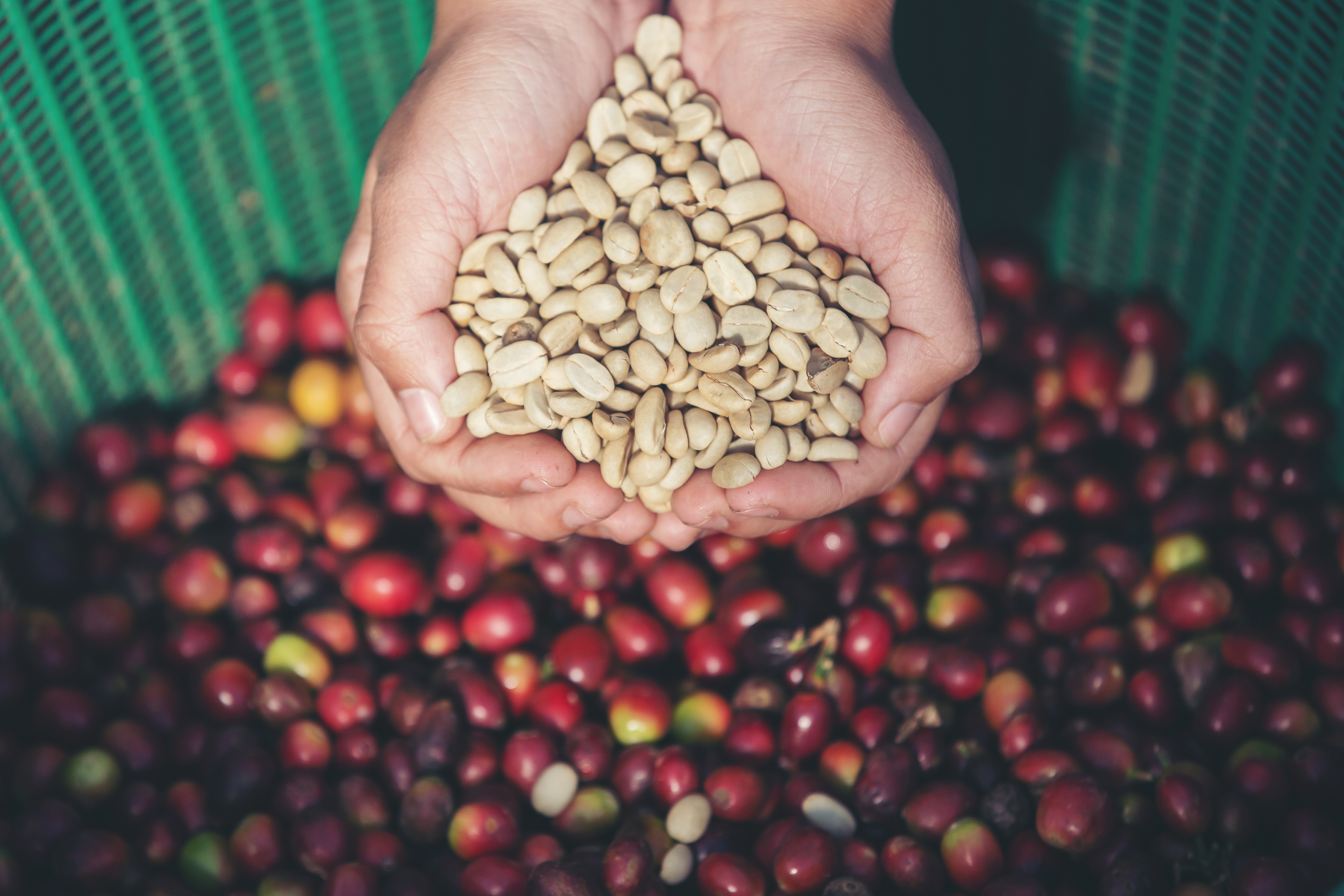Arabica Coffee