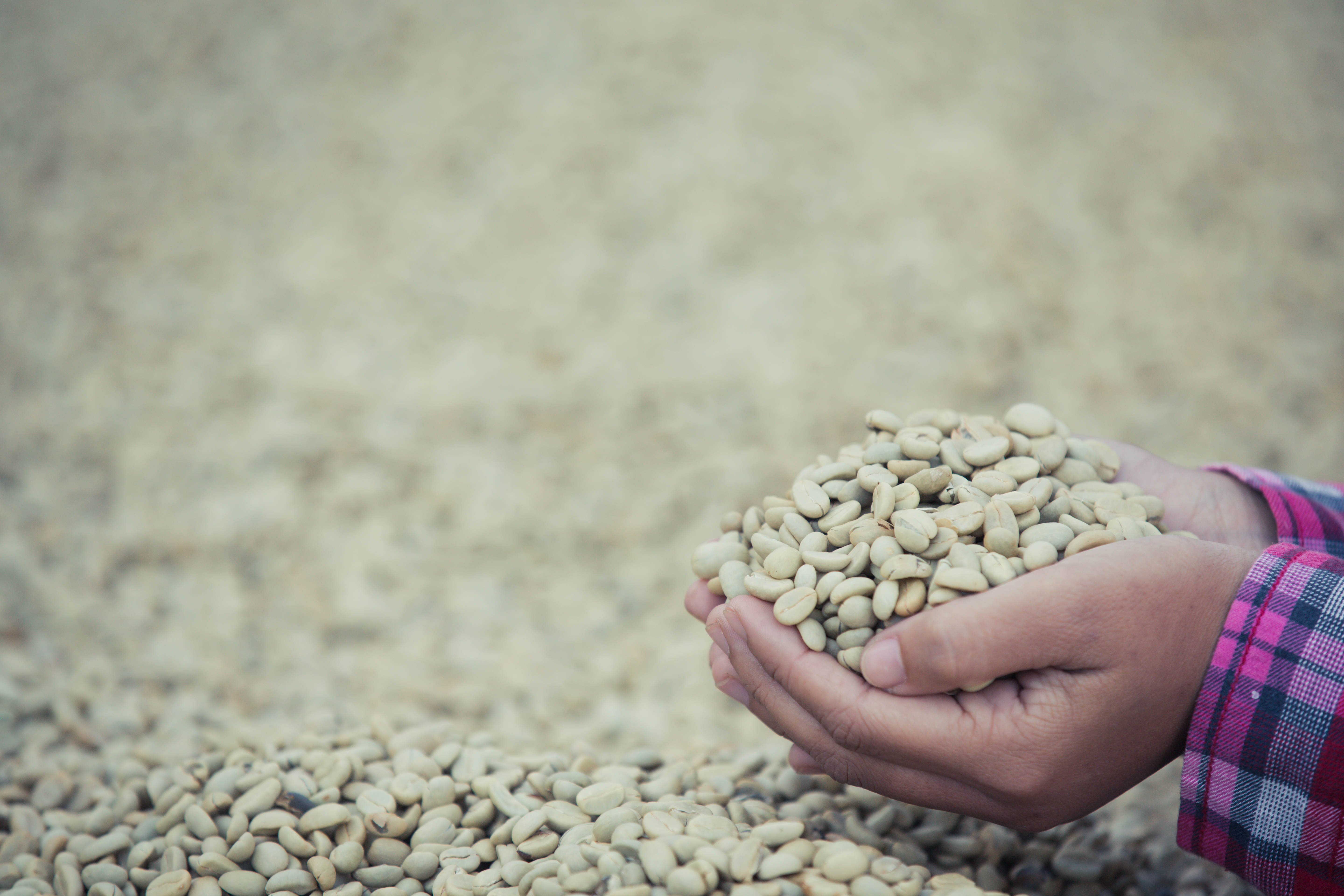 Excelsa Coffee